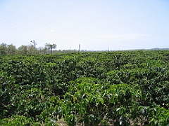 CairnsTC100 Jaques Coffee